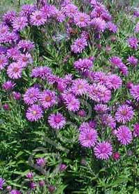 Aster novae-angliae 'Barr's Blue'